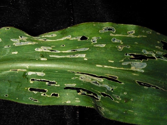 Image 4. Slug feeding injury and slime trails on corn (Source: GROWMARK) Image 4. Slug feeding injury and slime trails on corn (Source: GROWMARK)